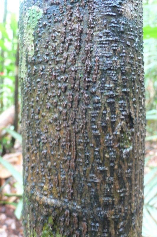Duguetia calycina 7