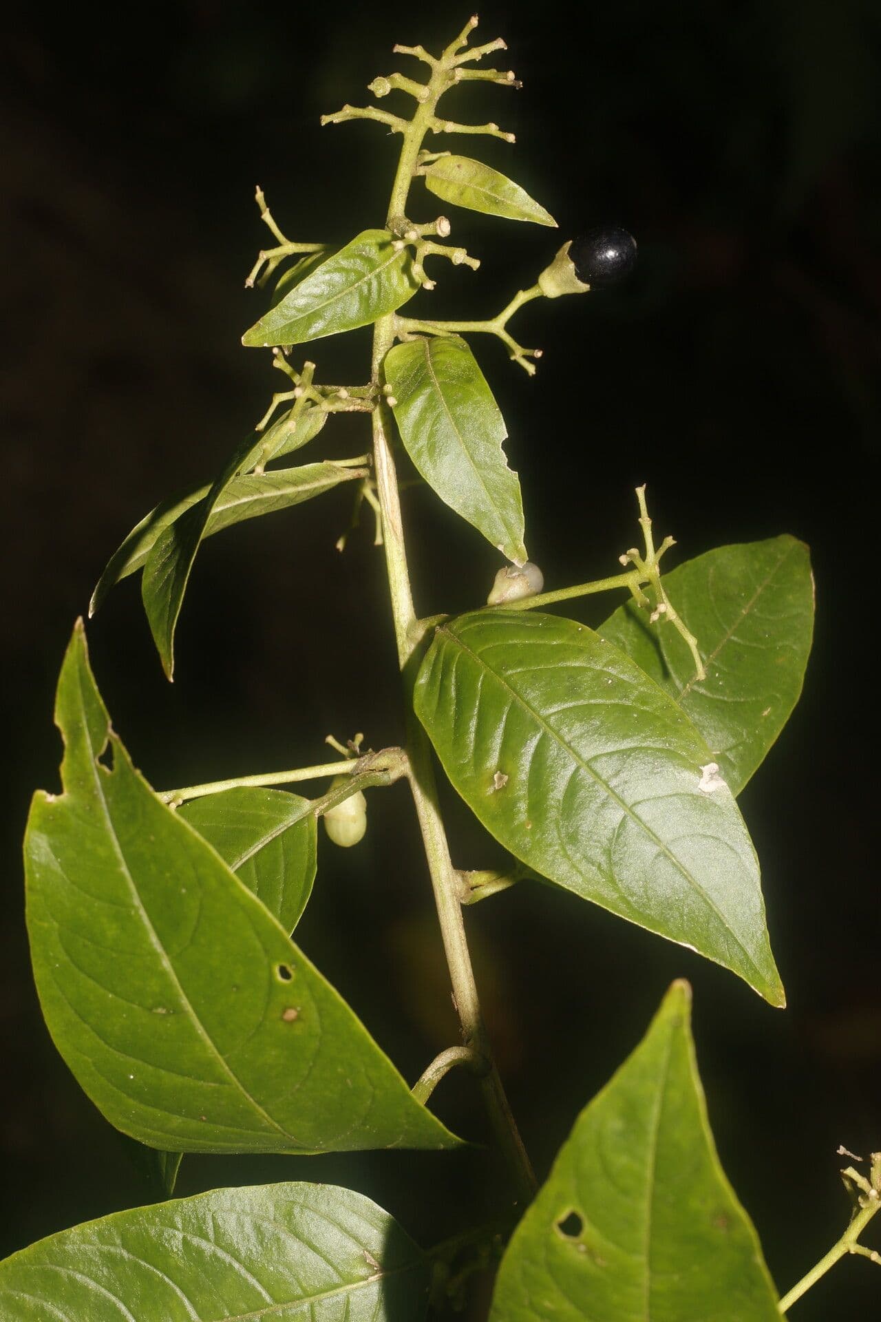 Cestrum 8