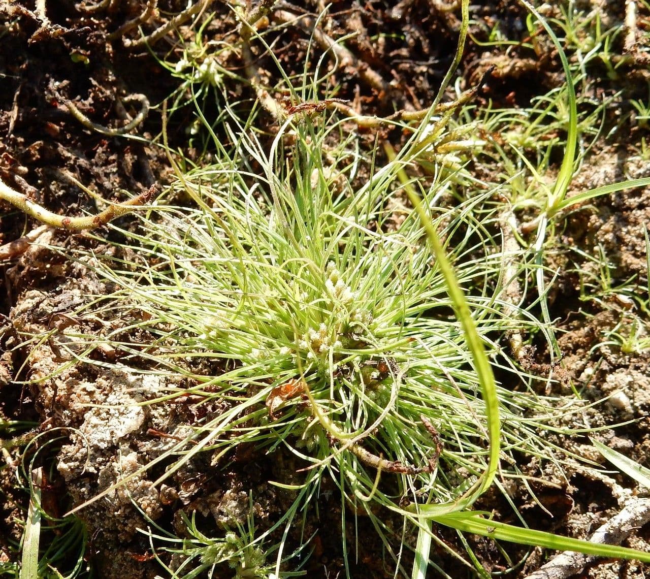 Fimbristylis 6