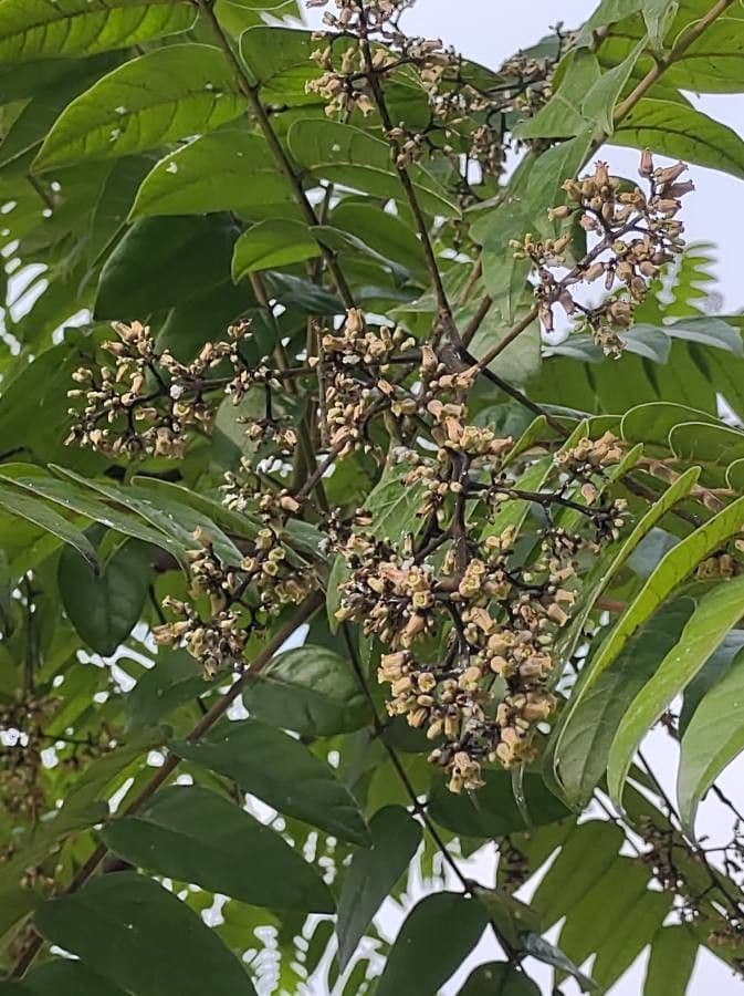 Cedrela fissilis 7