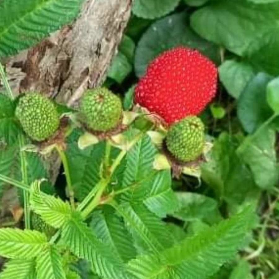 Rubus illecebrosus 5