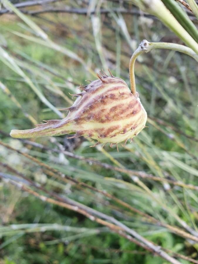Gomphocarpus 2