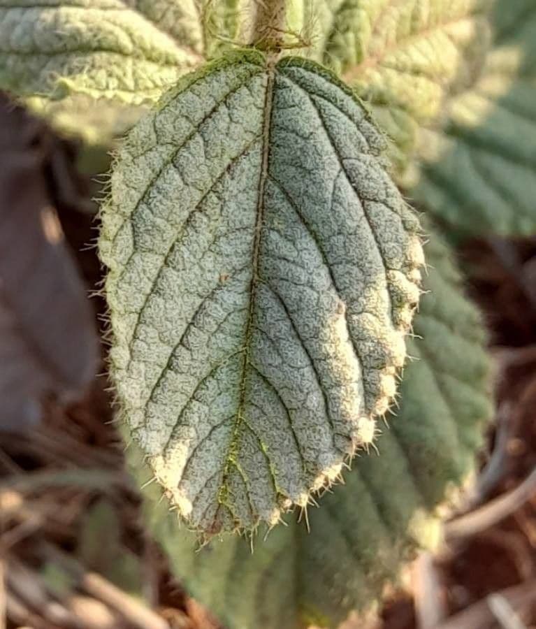 Waltheria communis 7