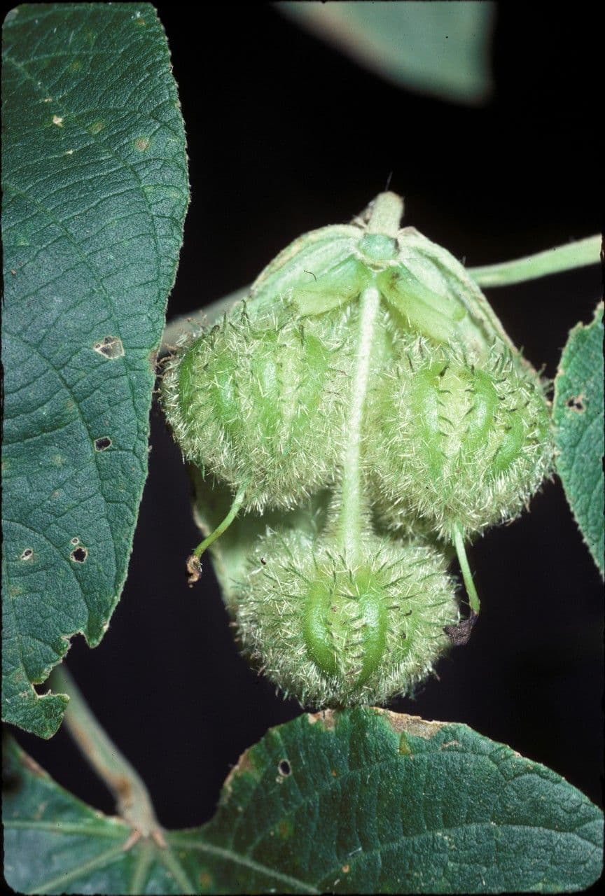 Dalechampia
