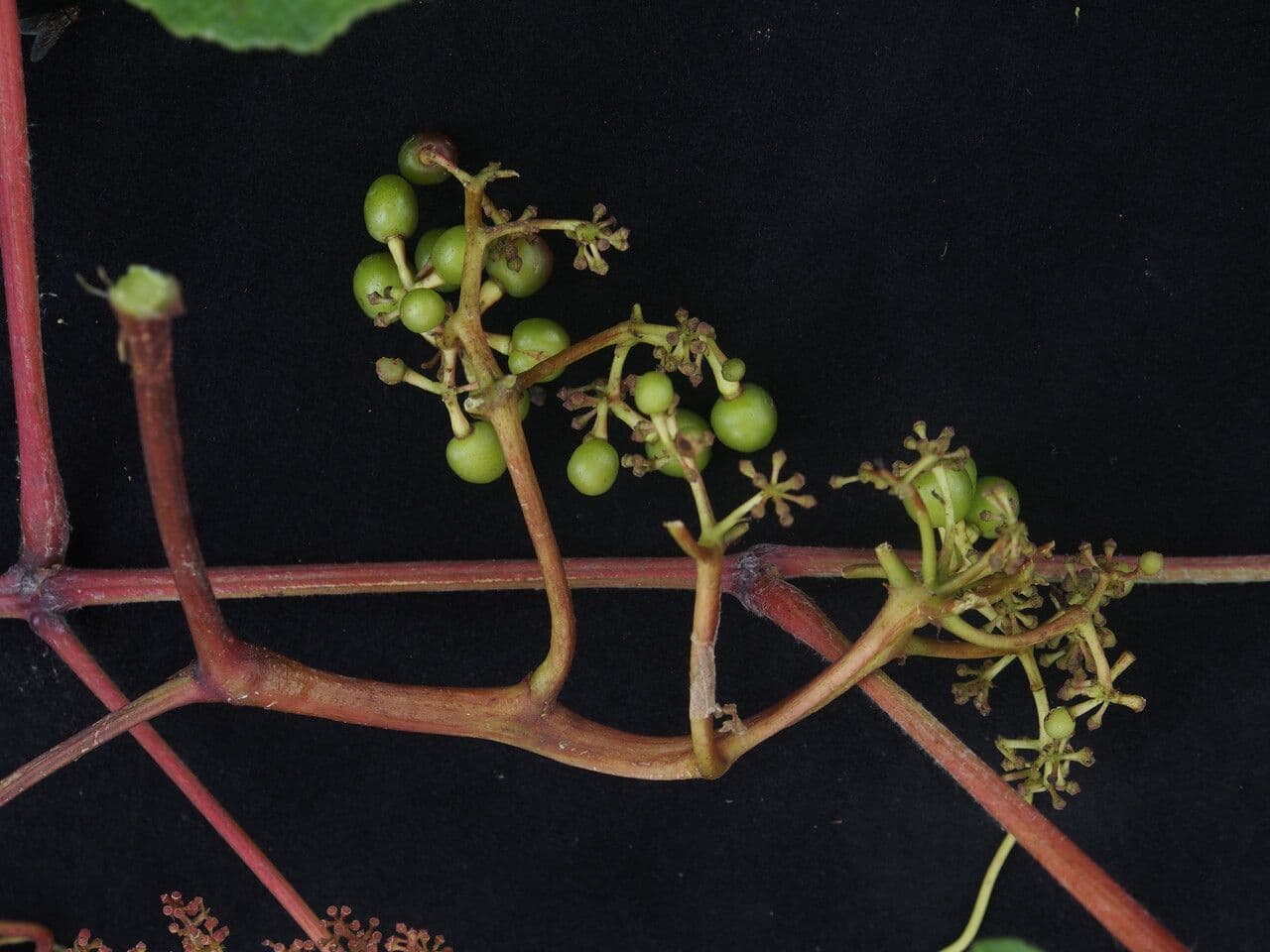 Ampelocissus 5