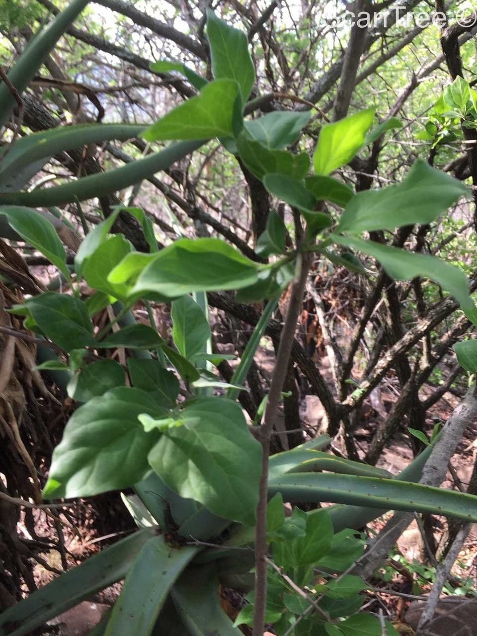 Afrocanthium 5