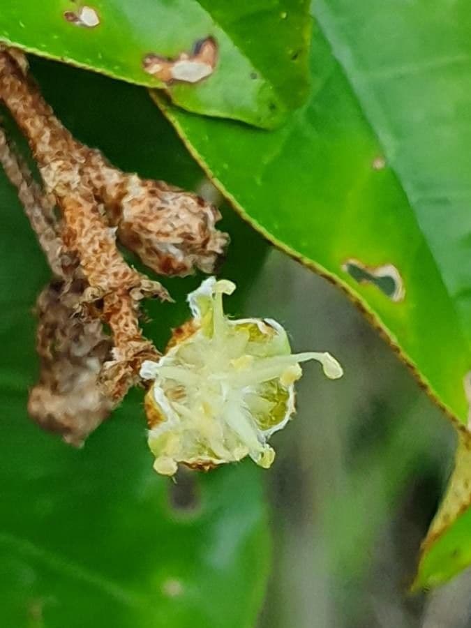 Croton dicogamo 3