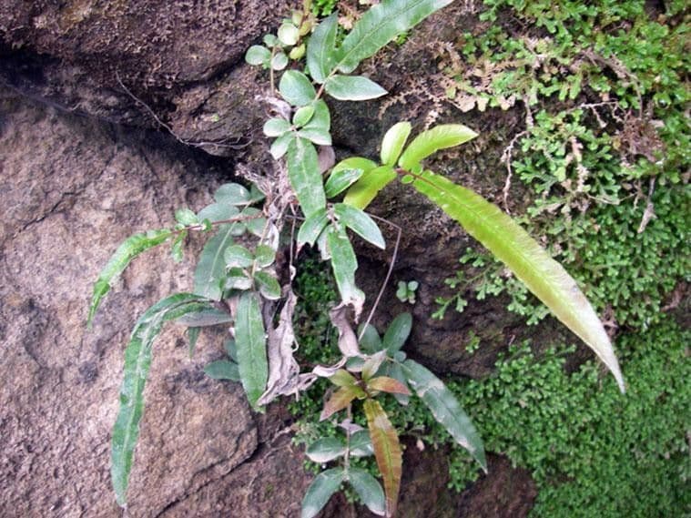 Blechnum gracile 2