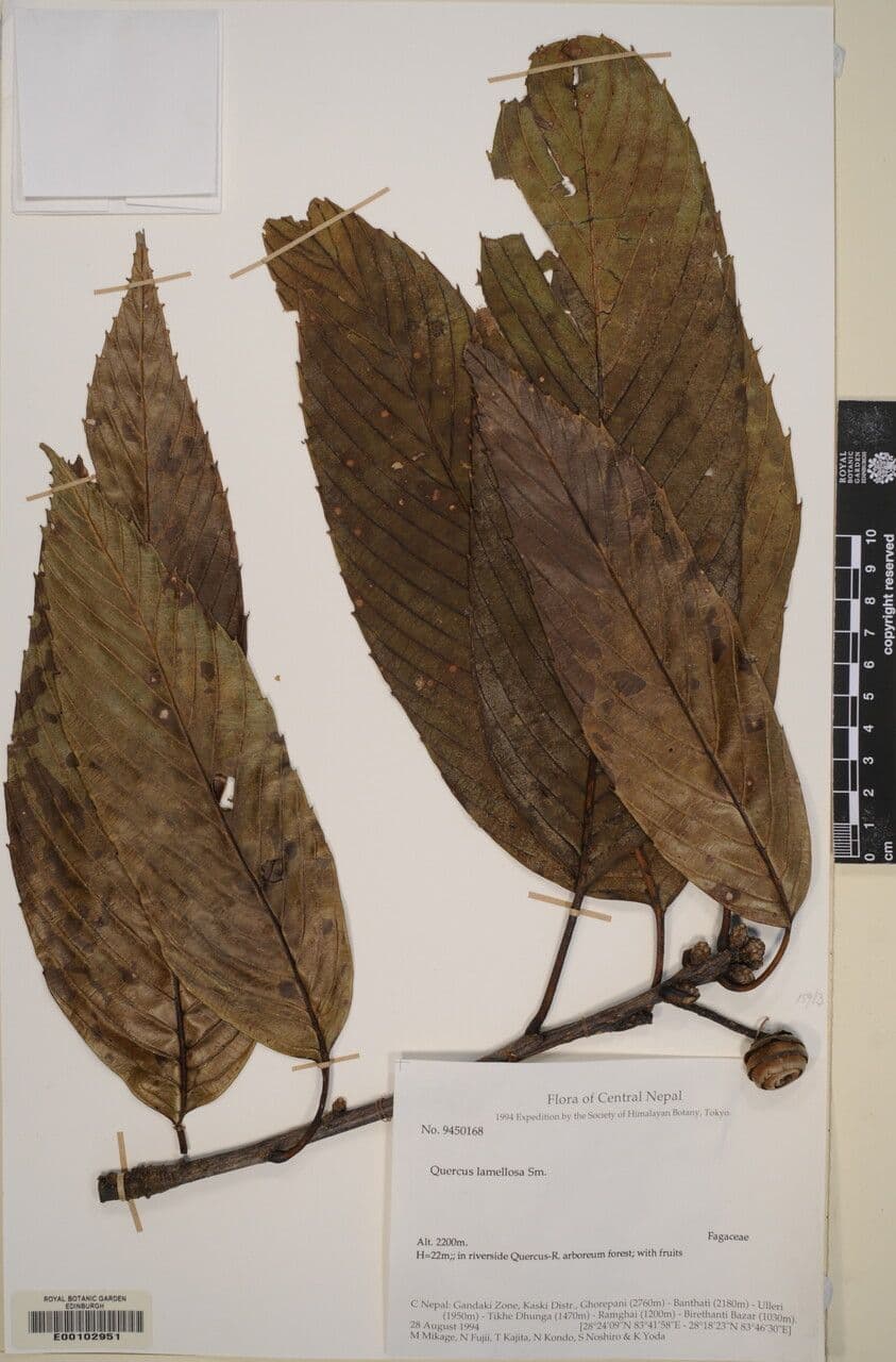 Quercia 2