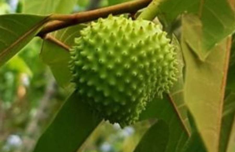 Annona