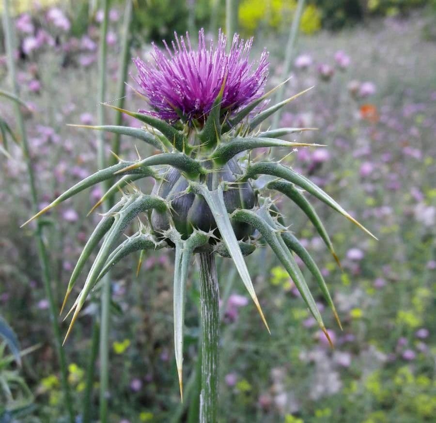 Mariendistel 8