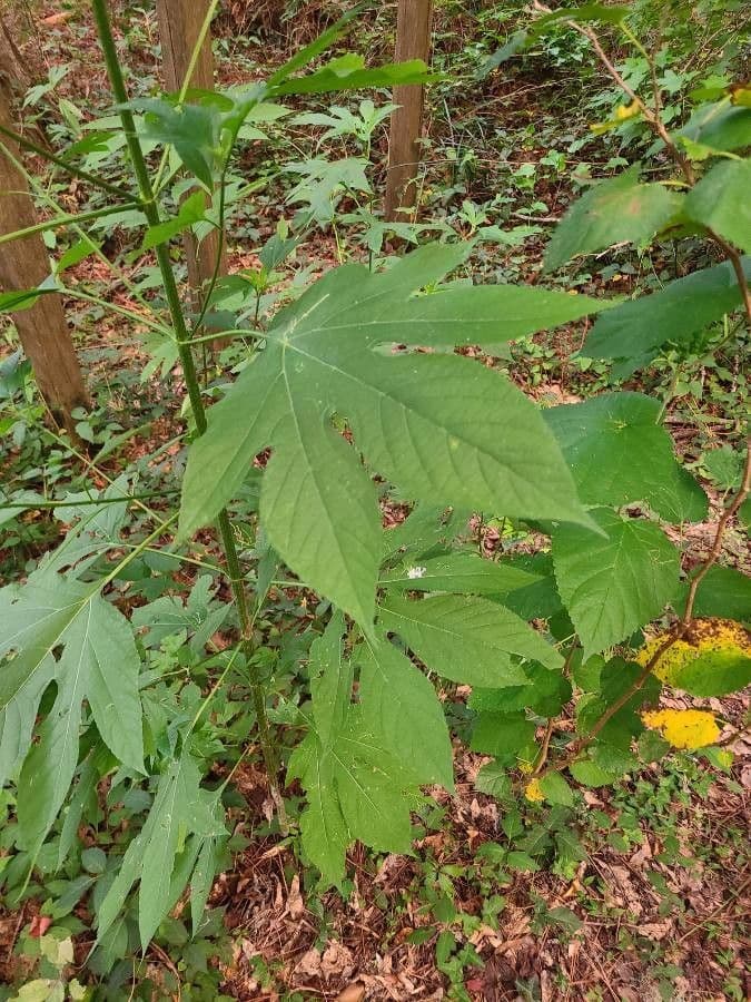 Ambrosia trifida 16