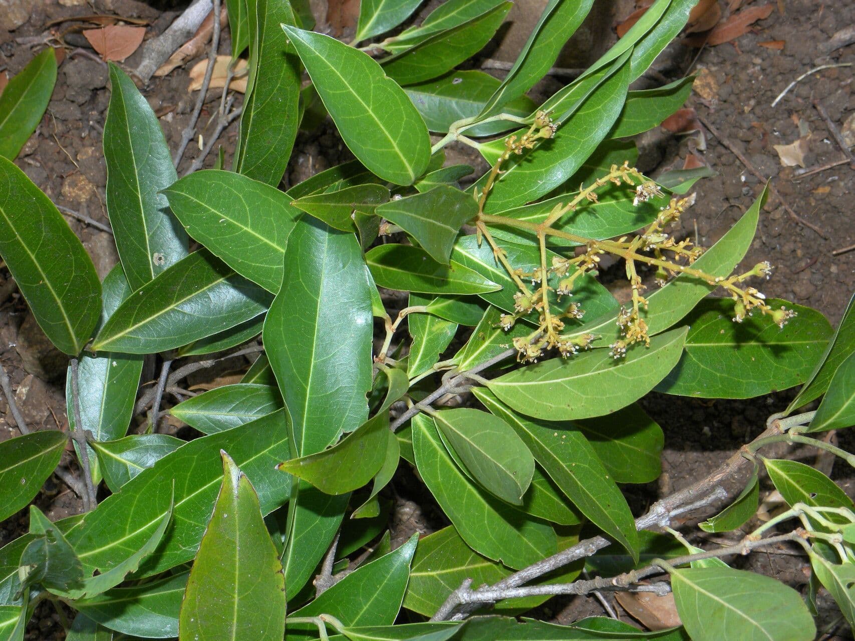 Heteropterys 3