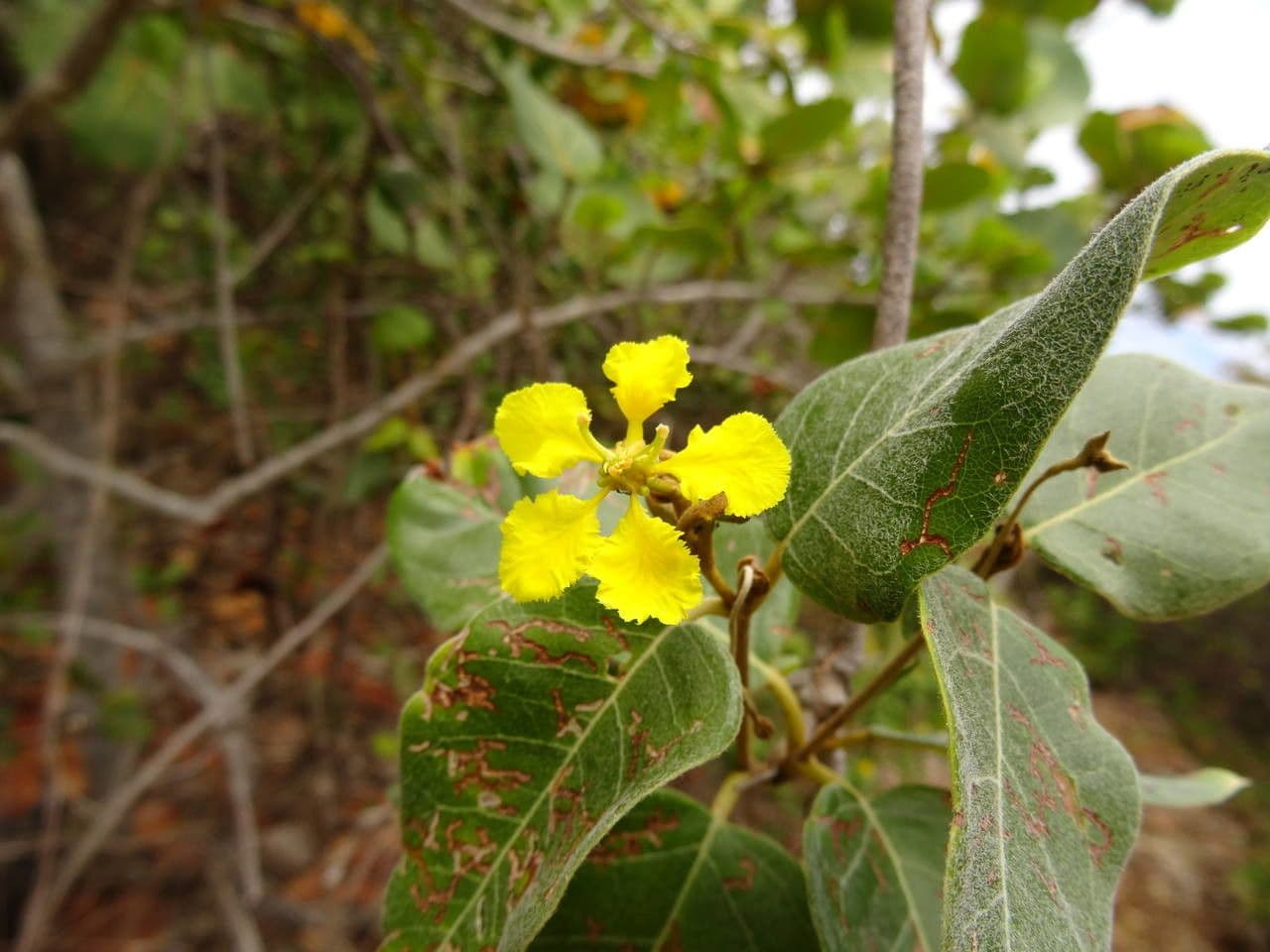 Stigmaphyllon 3