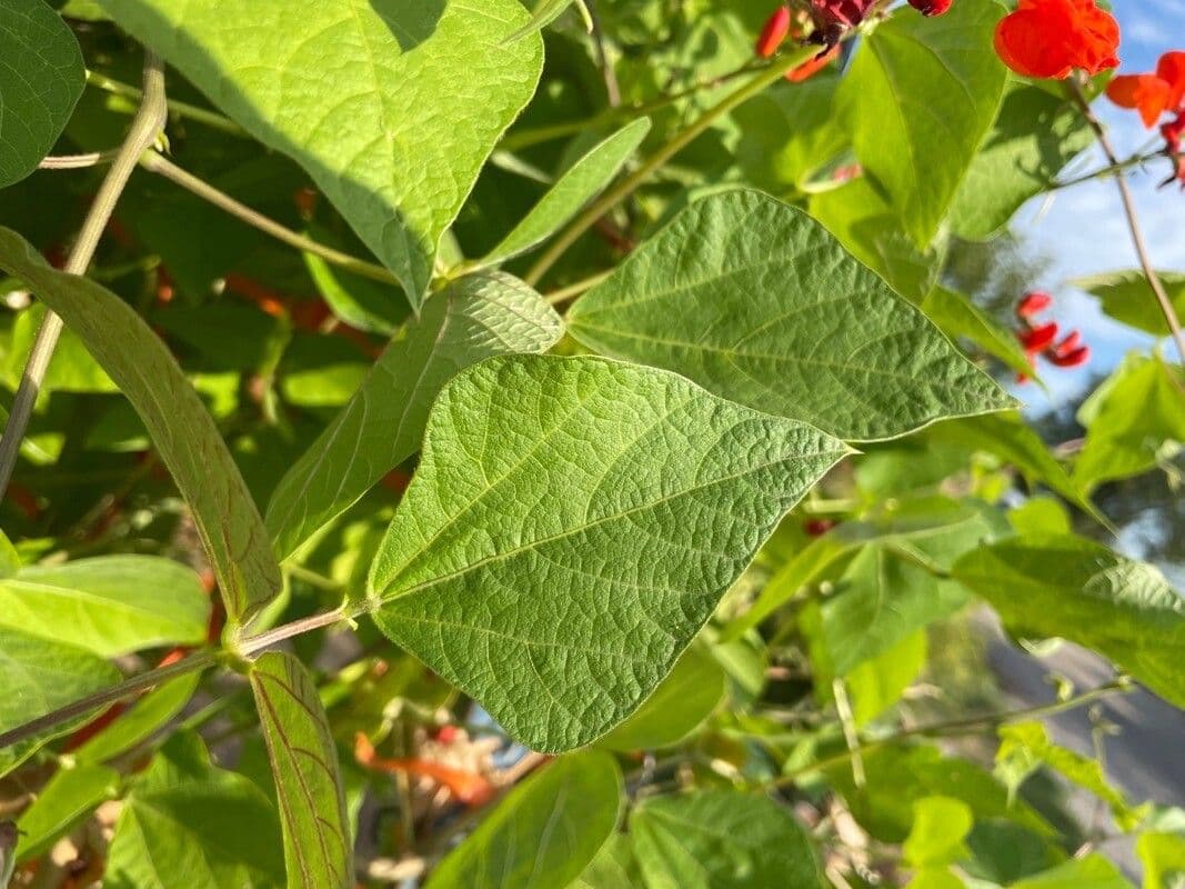 Runner bean 19