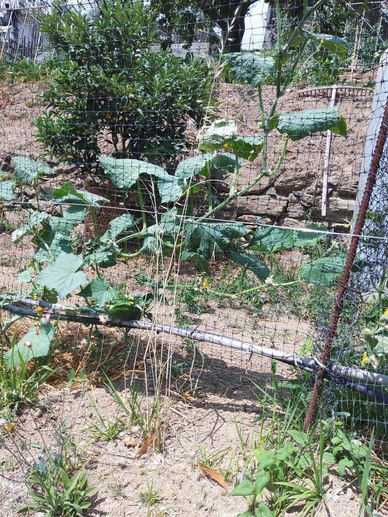 Luffa 5