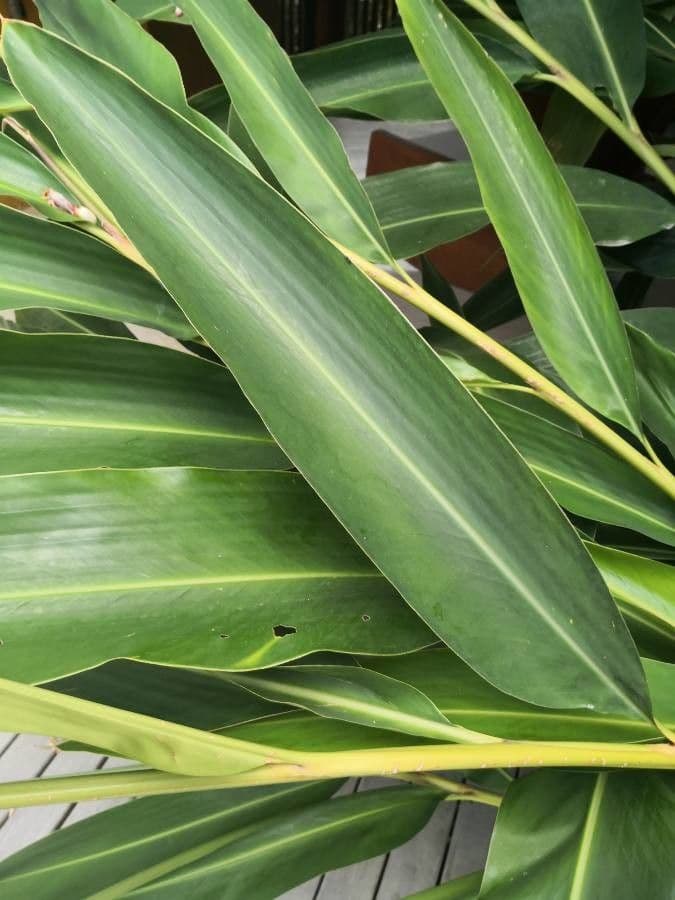 Alpinia zerumbet 18