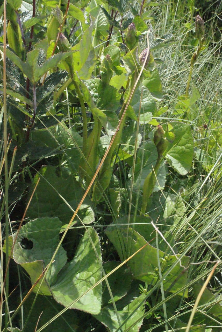Sibirisches Greiskraut 24