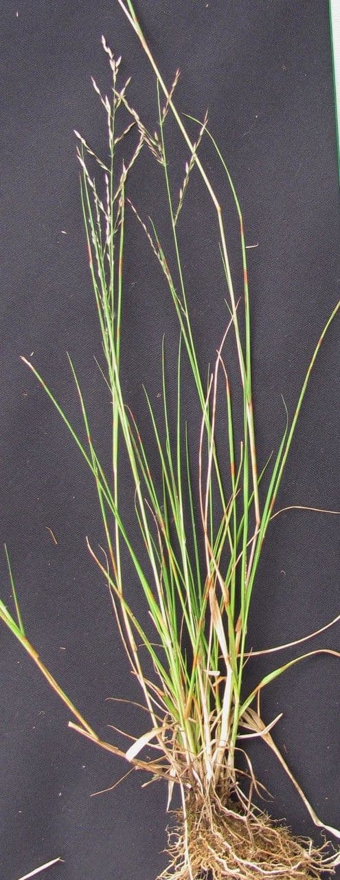 Eragrostis 12