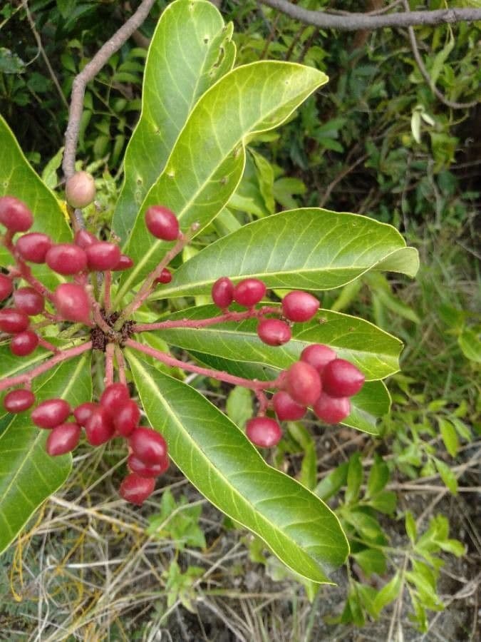 Buchanania arborescens 3