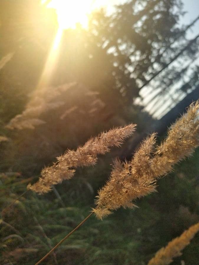 Třtina křovištní 21