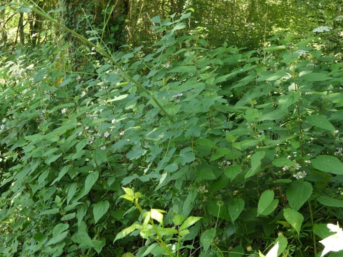 Rutagrave 14