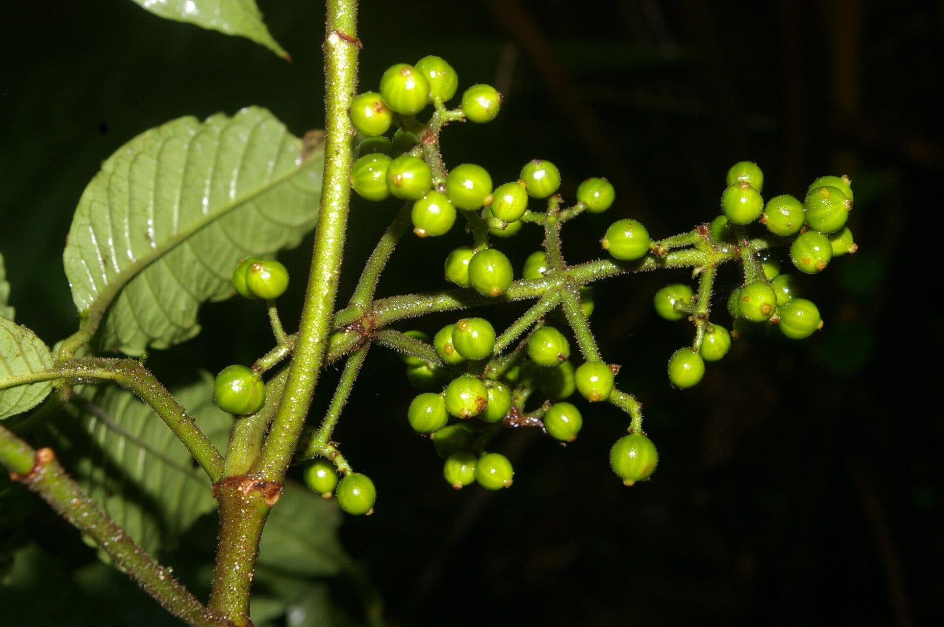 Psychotria 11