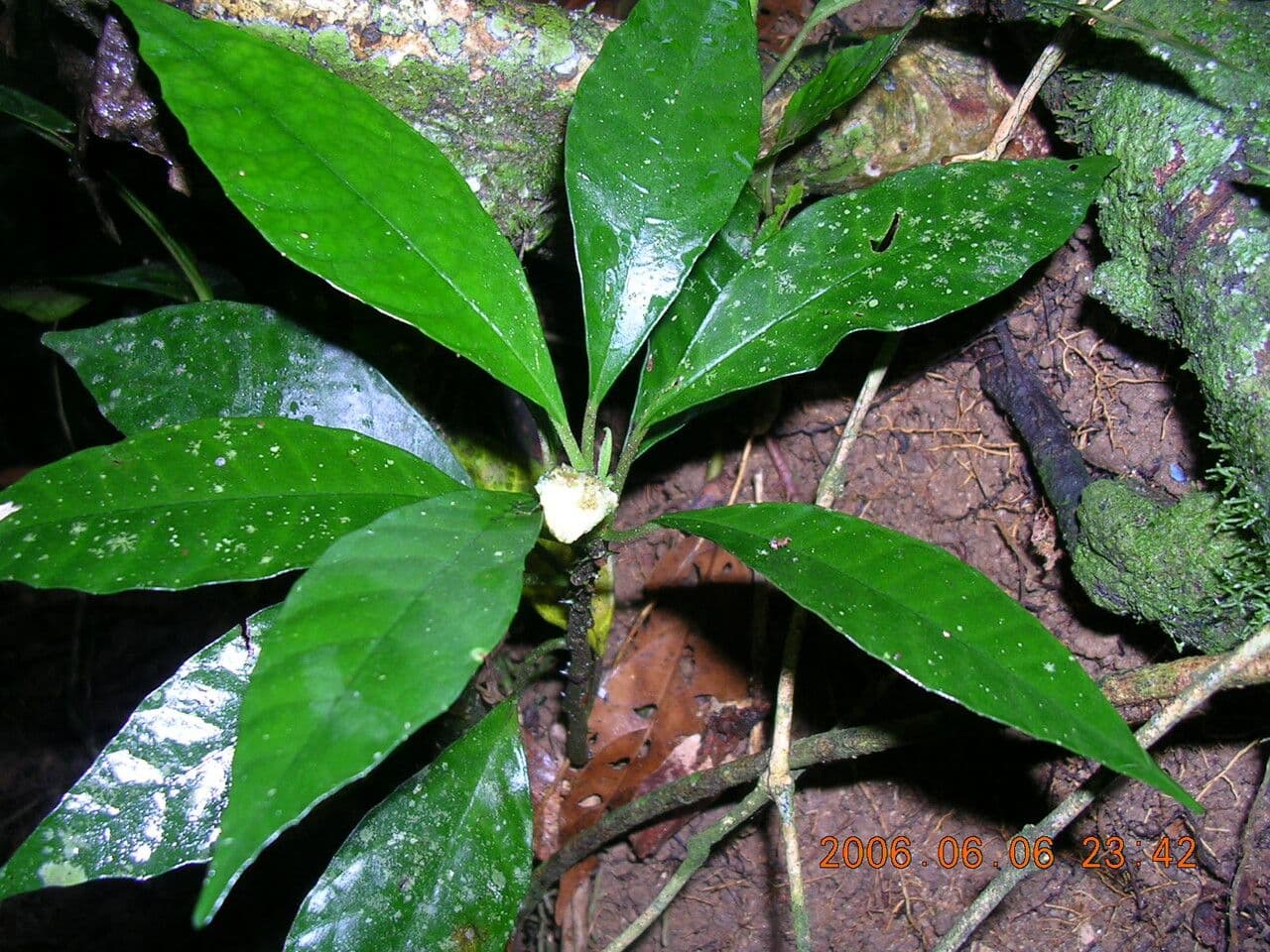 Dorstenia