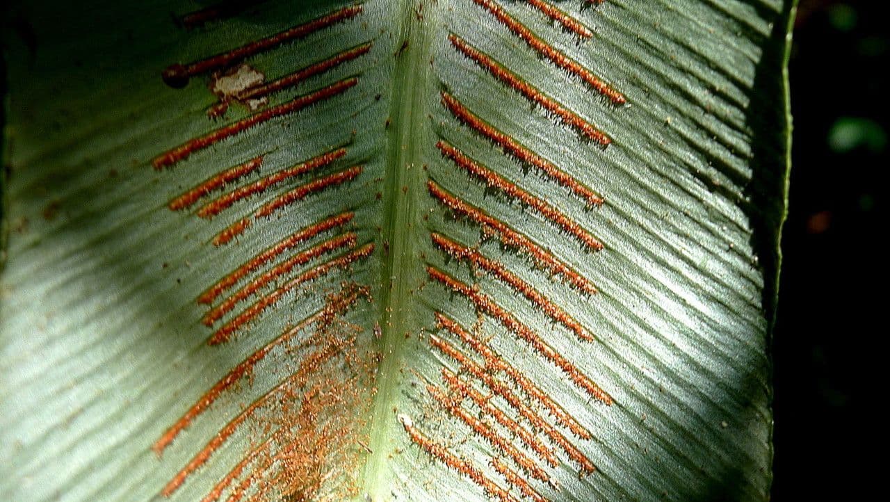 Asplenium serratum