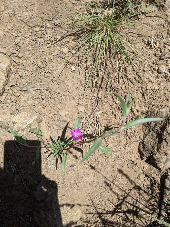 Clarkia purpurea 3