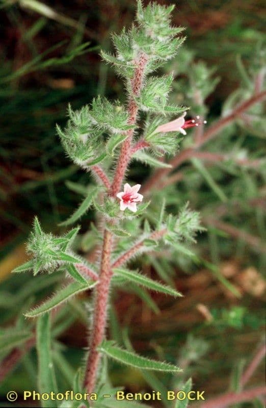 Echium asperrimum 22