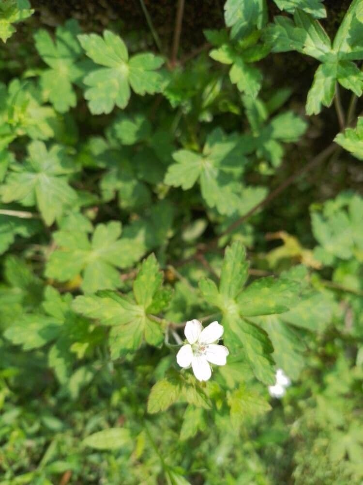 Geranium sibiricum 7
