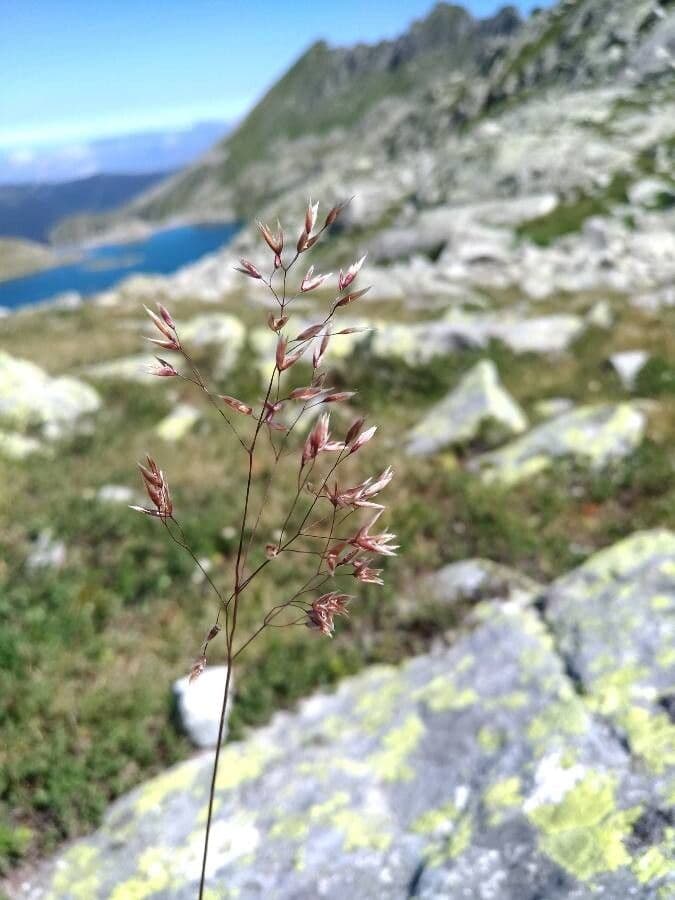 Alpen-Schmiele 2
