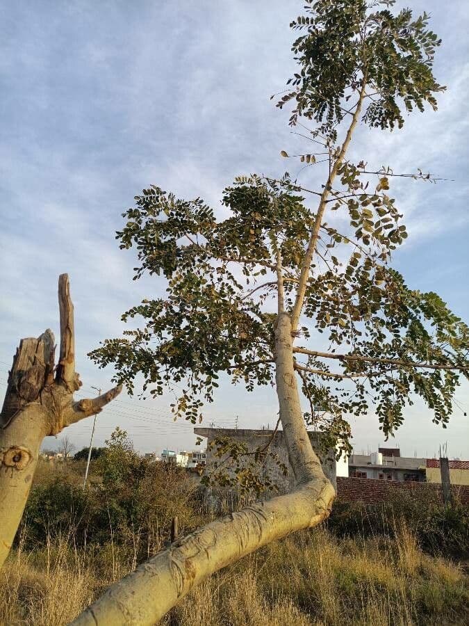 Oroxylum indiano 12