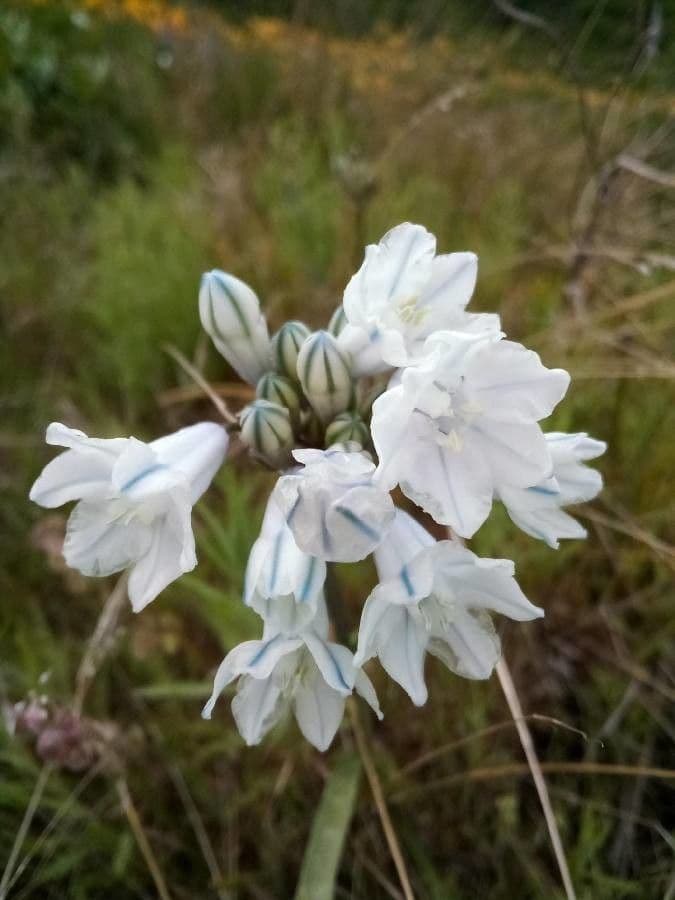 Triteleia giacinto 2