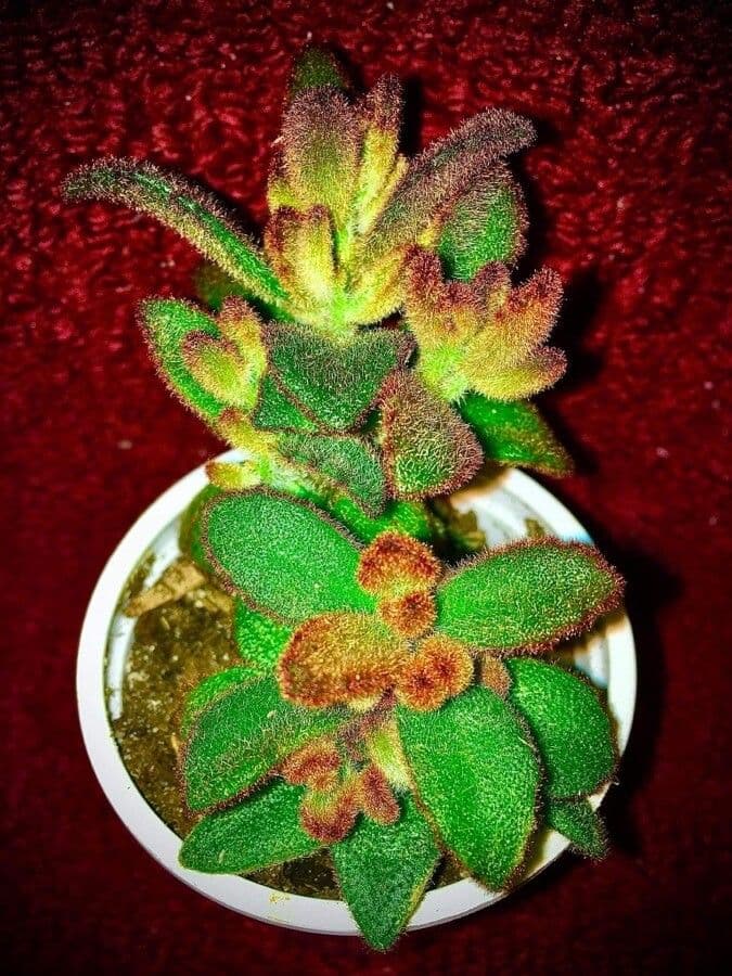 Pianta panda 13