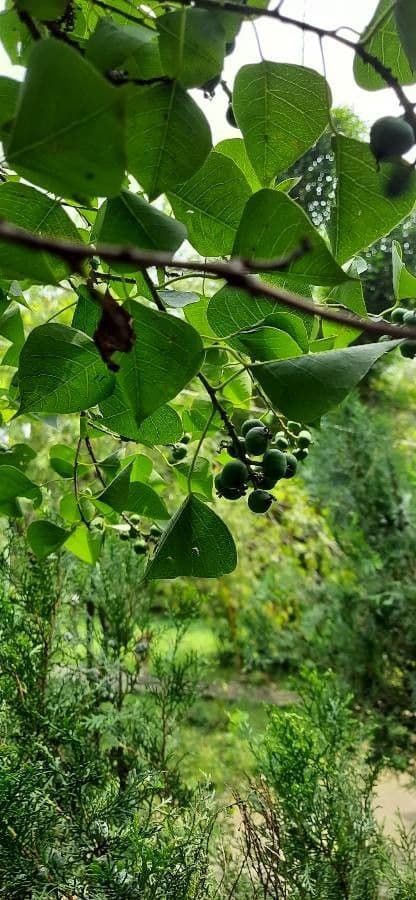 Candleberry-tree