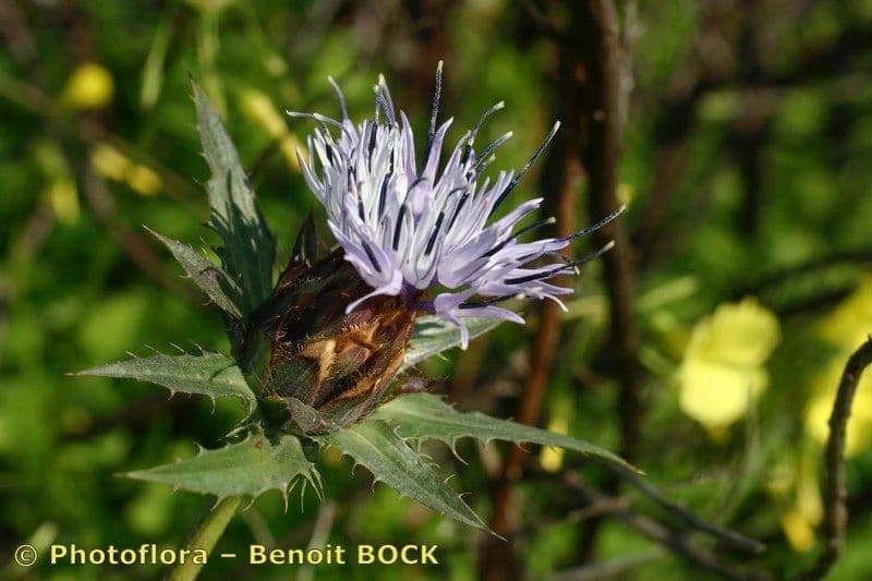 Blaue Distel 2