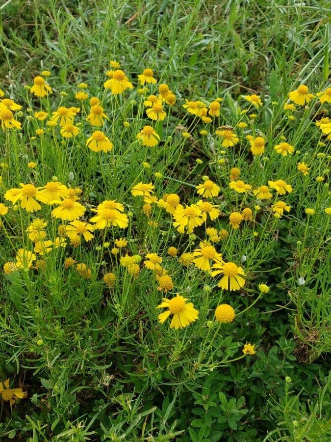 Hymenoxys wonny