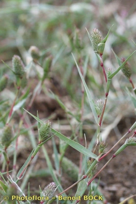 Crypsis schoenoides 23
