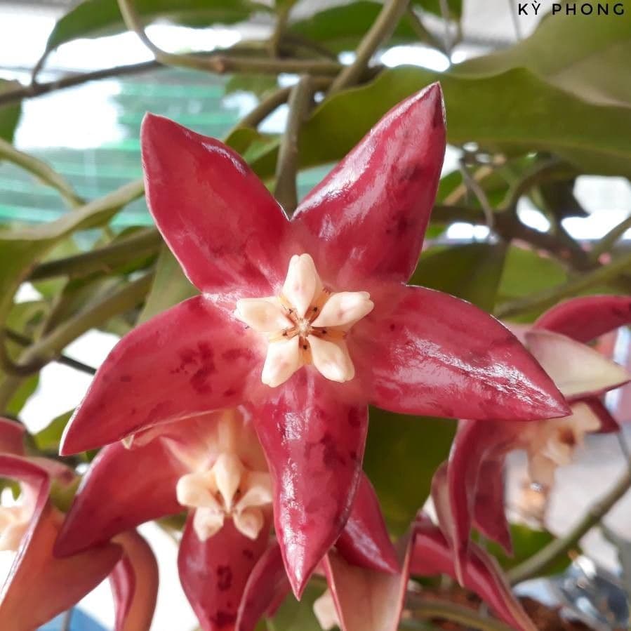Hoya