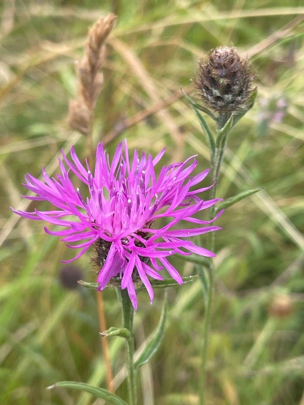 Pochvatec 2