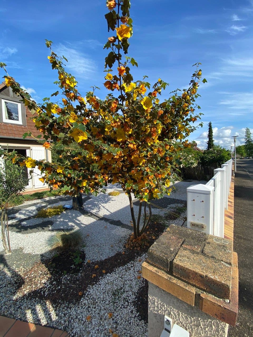 Fremontodendron 12