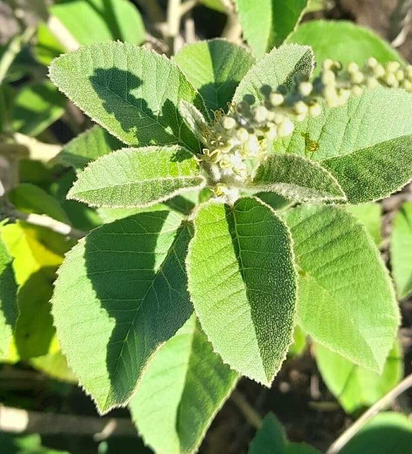 Croton 3