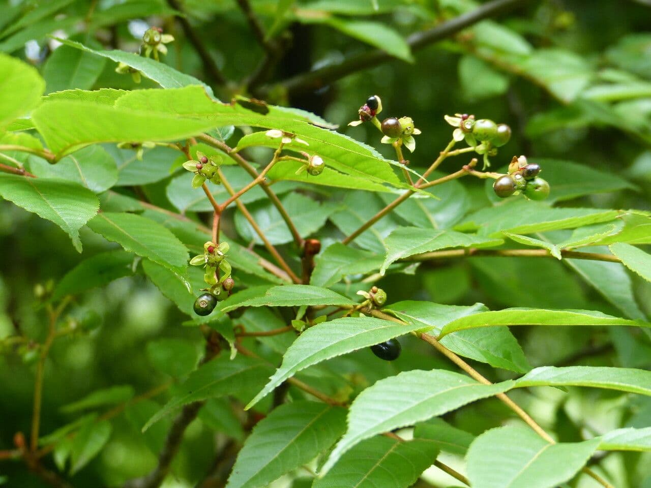 Albero amaro 4