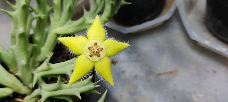 Semota-Orbea