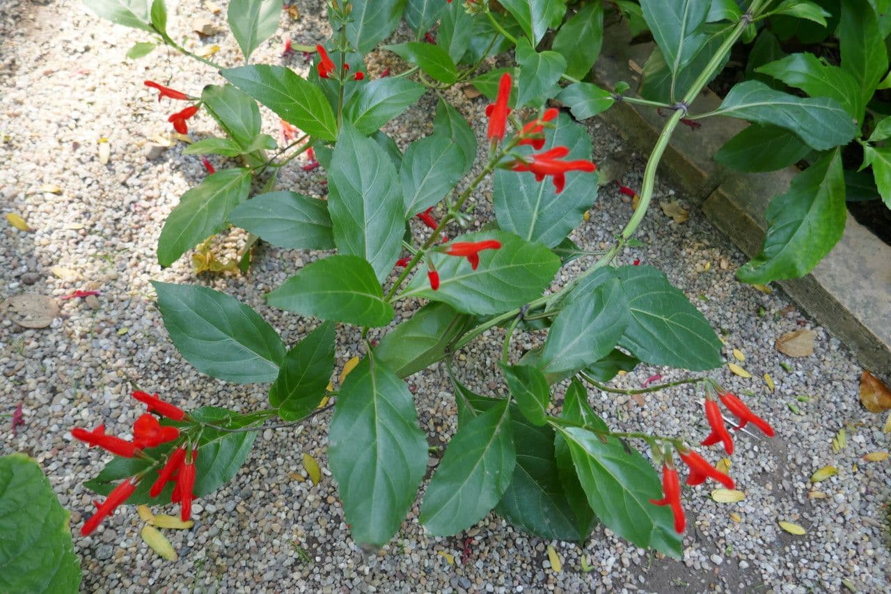 Salvia 5