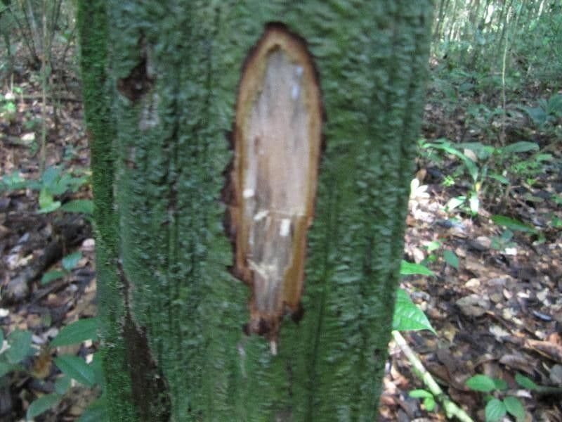Amaioua guianensis 10