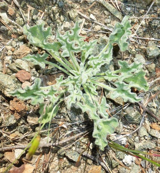 Vilucchio delle colline 10