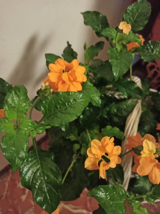 Crossandra 19